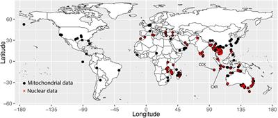 Genetic Insights Into the Introduction History of Black Rats Into the Eastern Indian Ocean